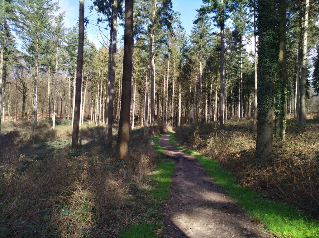 ein Waldweg