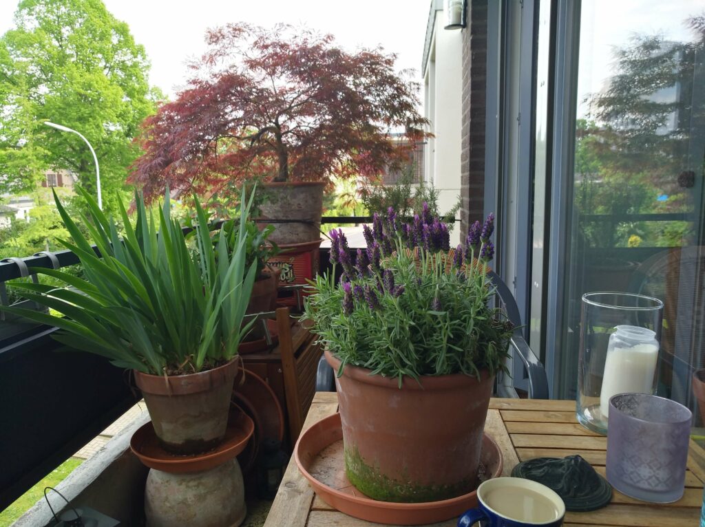 ein Balkon mit Lavendel, Iris, Ahorn