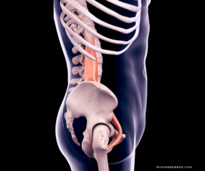 Read more about the article Darf ich vorstellen: der Psoas – dein Seelenmuskel