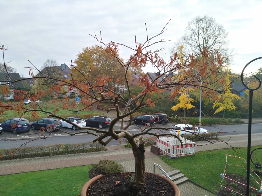 Ahorn mit wenigen Blättern im Herbst auf einem Balkon