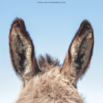 Eselsohren 2025 – meine Leseliste aus diesem Jahr