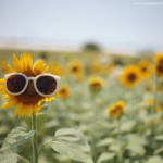 Seasons-Liste Sommer 2025 – meine Wünsche, Pläne und Ziele bis zum Herbst