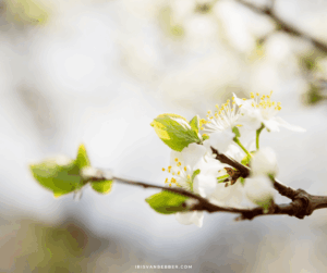 Mehr über den Artikel erfahren Seasons-Liste Frühjahr 2026 – meine Wünsche, Pläne und Ziele bis zum Sommer