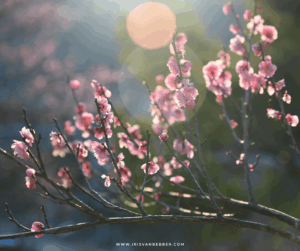 Mehr über den Artikel erfahren Betrachtungen zur Kirschblütenzeit