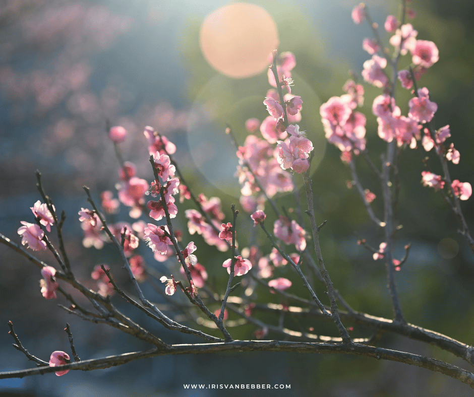 Du betrachtest gerade Betrachtungen zur Kirschblütenzeit